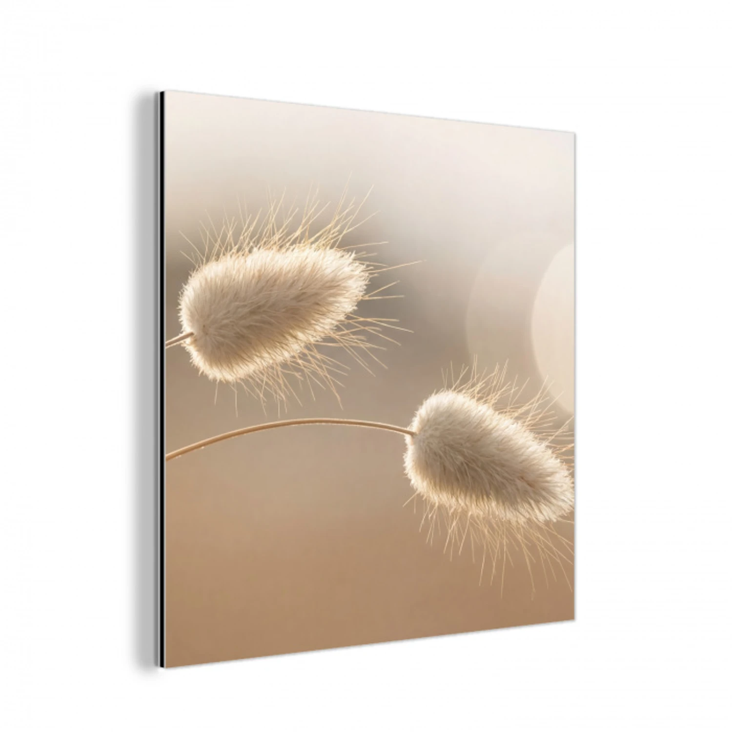 Hazestaartgras - Graanharen - Zonlicht aluminium wit klein -3d