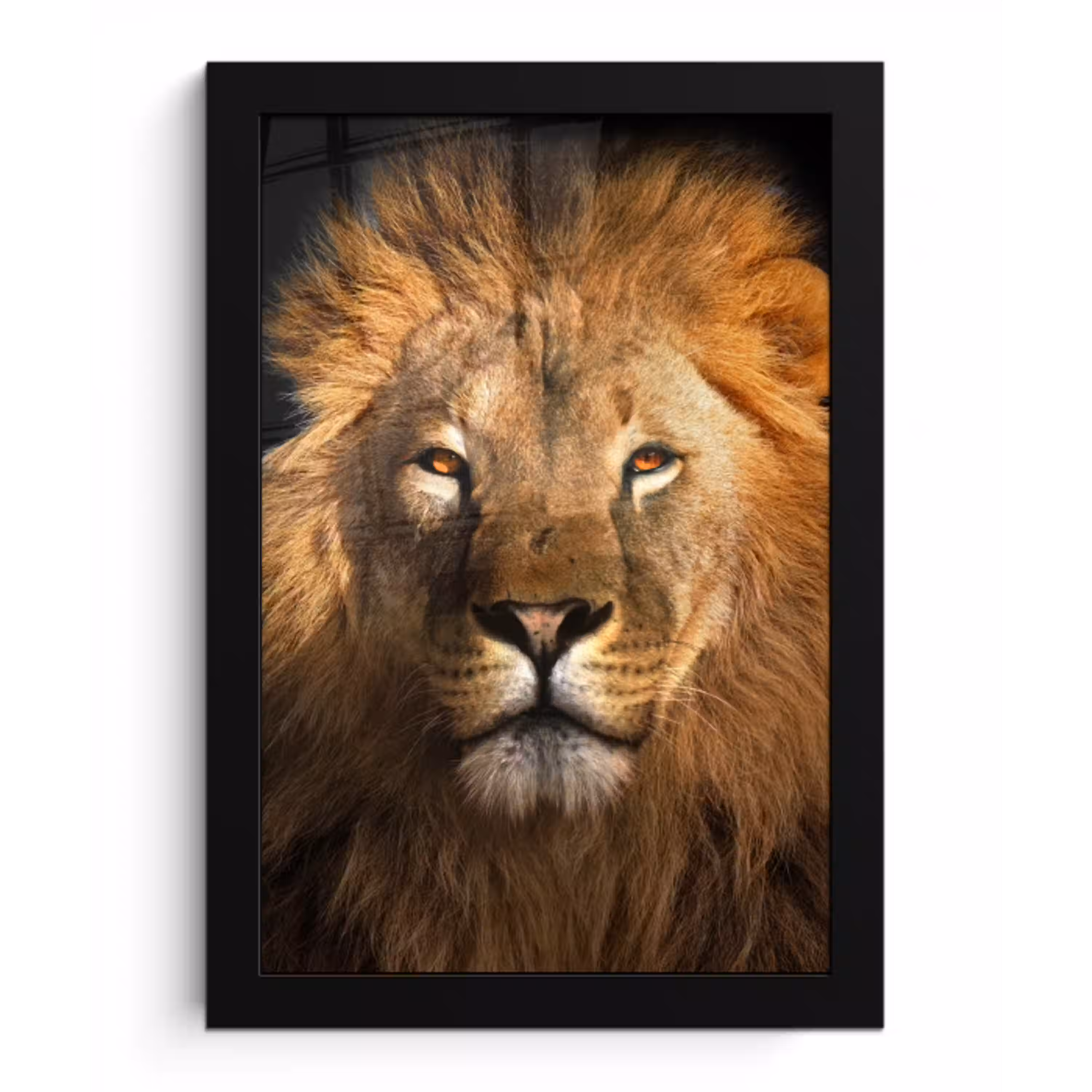 Leeuw - Dieren - Zwart - Licht - Bruin - Portret fotolijst zwart zonder passe partout klein -3d