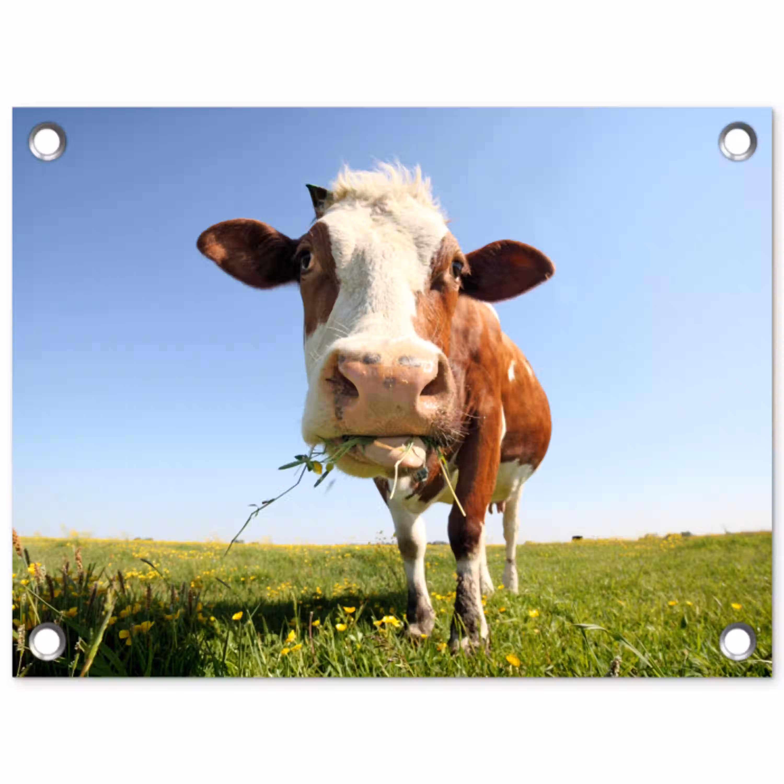 Koe in de Weide tuinposter los doek klein -3d