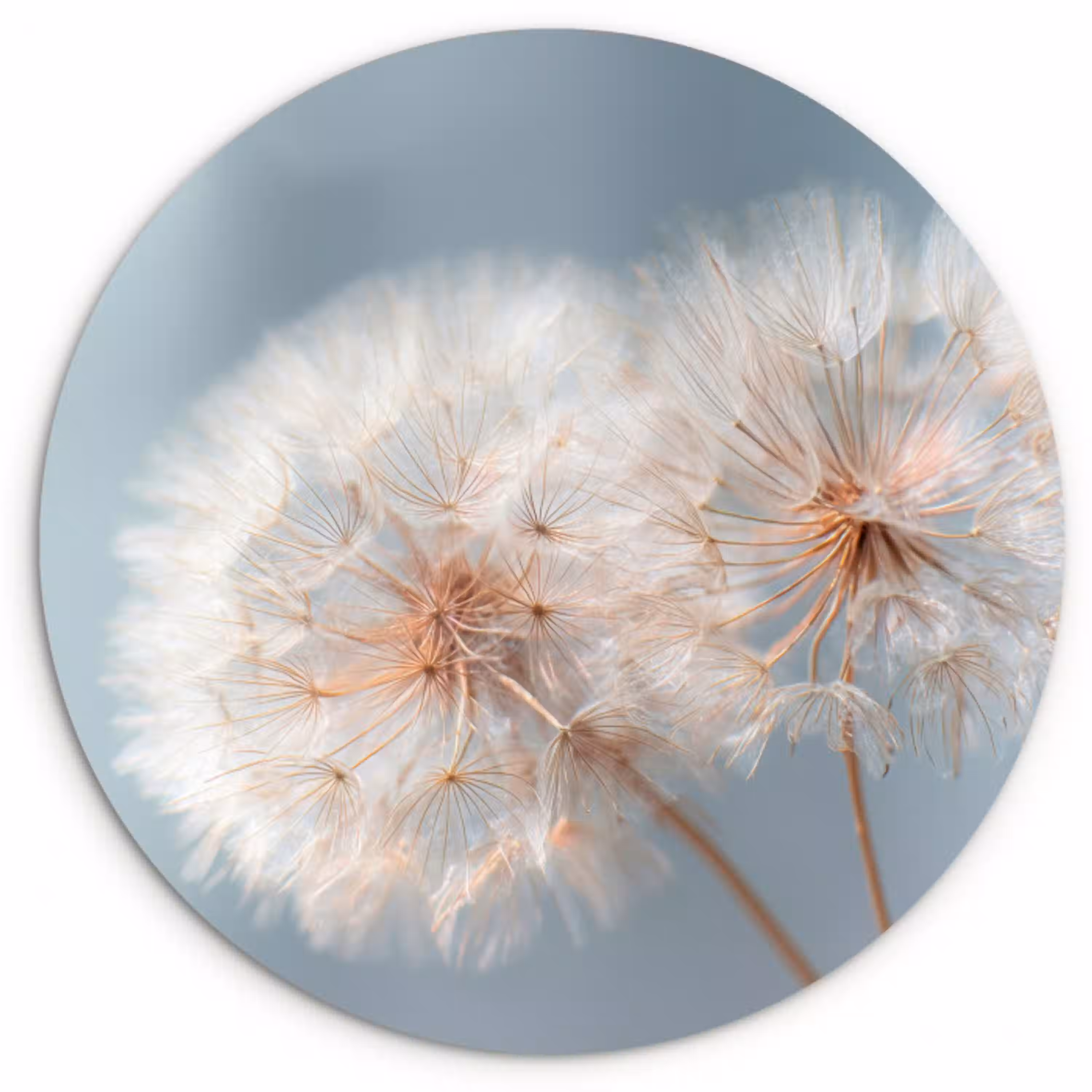 Paardenbloemen - Pluisjes - Wit Wandcirkel kunststof plaat 5mm dik klein -3d