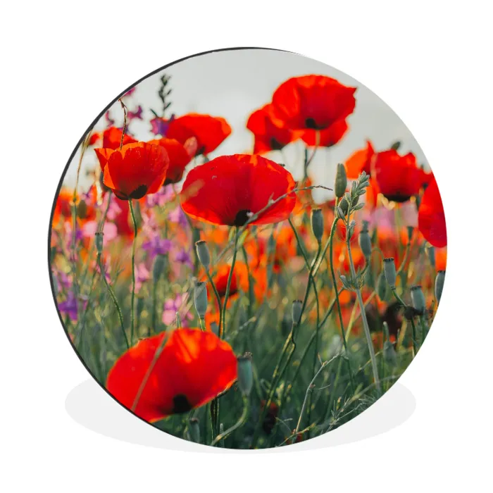 Klaproos - Bloemen - Rood - Paars - Weide Wandcirkel aluminium klein -3d