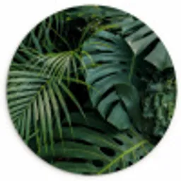 Planten - Jungle - Bladeren - Tropisch Wandcirkel kunststof plaat 5mm dik klein -3d