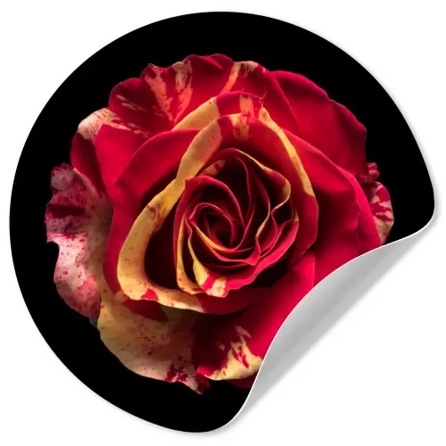 Bloem - Roos - Rood - Zwart Wandcirkel behangsticker klein -3d
