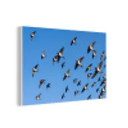 Zwaluwen - Vliegen - Blauw forex 5mm xxl -3d