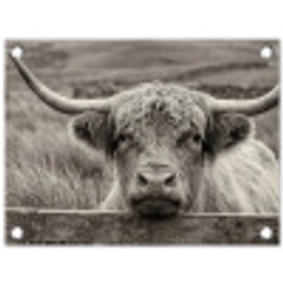 Schotse hooglander - Zwart - Wit - Hout tuinposter los doek klein -3d