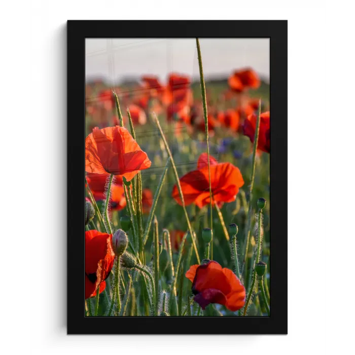 Bloemen - Klaprozen - Natuur - Rood fotolijst zwart zonder passe partout klein -3d