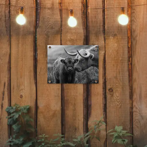 Schotse hooglander - Kalf - Zwart - Wit tuinposter los doek klein -sfeer1