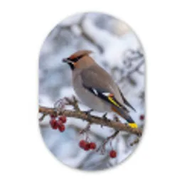 Pestvogel - Bessen - Winter - Natuur Wandcirkel Ovaal Aluminium middel -3d