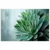 Vetplant - Bladeren - Groen - Wazig poster papier klein -3d