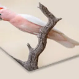 Papagaai - Tak - Roze fotolijst zwart zonder passe partout klein -zsfeer6