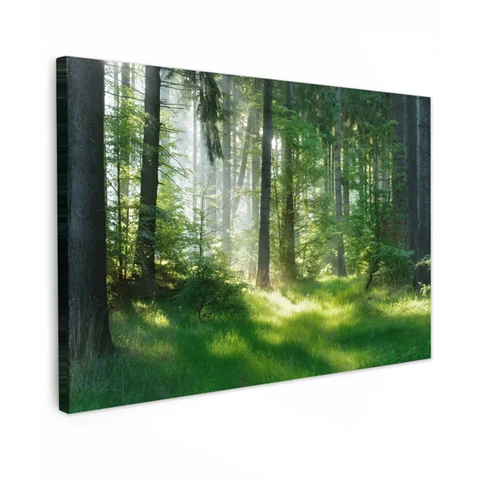 Zonnestralen in een groen bos Tuinposter op houten frame 2 cm dik klein -3d