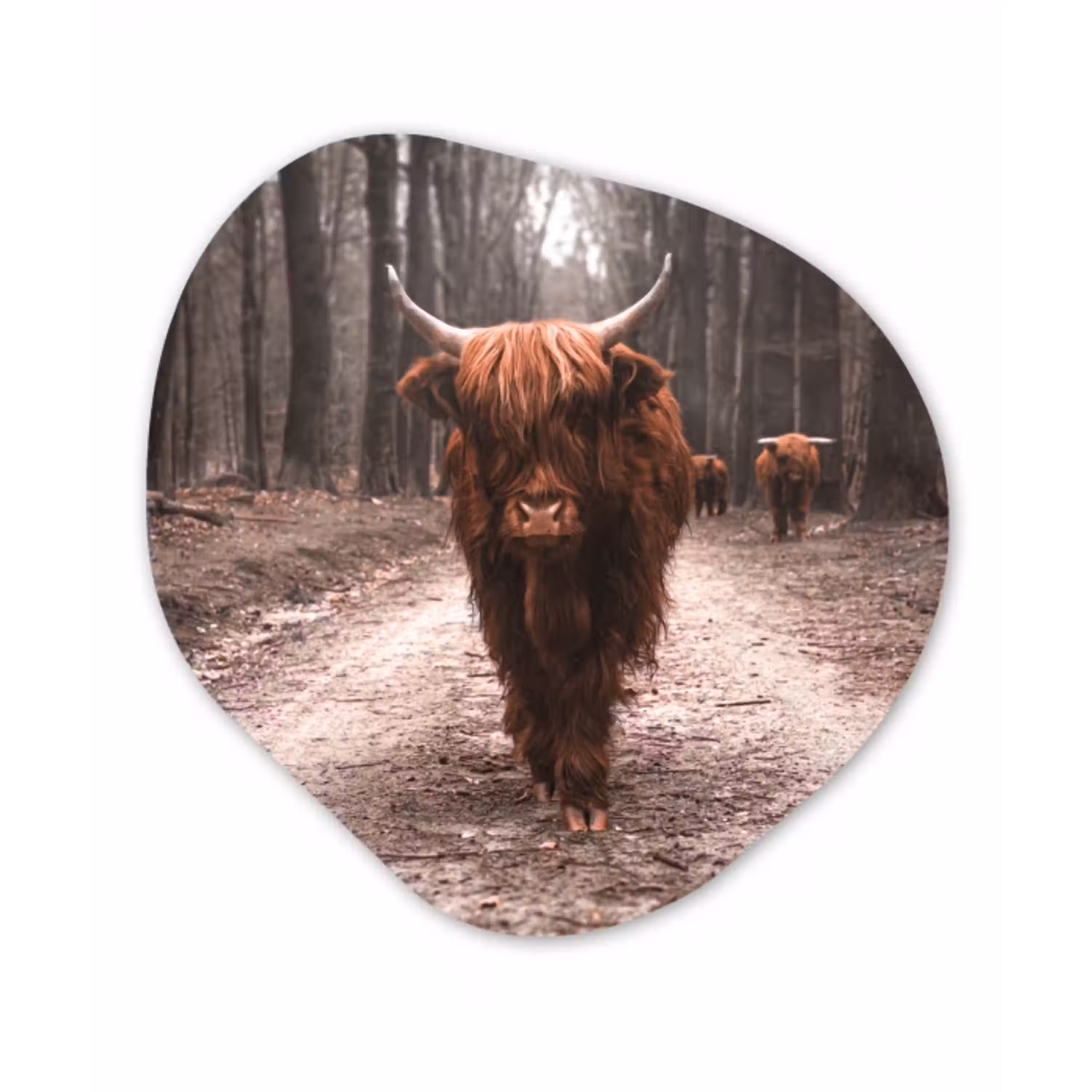 Schotse hooglander - Bos - Koe - Dieren - Natuur Wandcirkel Organisch Forex 3mm klein -3d