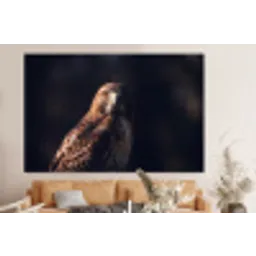 Roofvogel - Buizerd - Bruin forex 5mm xxl -bovenbank