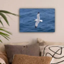 Zeemeeuw - Oceaan - Blauw canvas 2cm klein -sfeer1