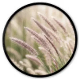 Gras - Close up - Groen Fotolijst rond zonder passe partout klein -3d