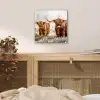 Schotse hooglander - Koe - Natuur - Winter plexiglas 5mm klein -sfeer4