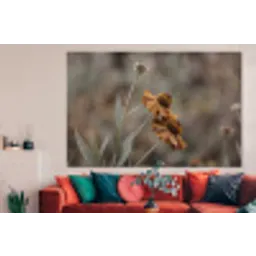 Zonnehoed - Droogbloemen - Geel - Warm forex 5mm xxl -woonkamer