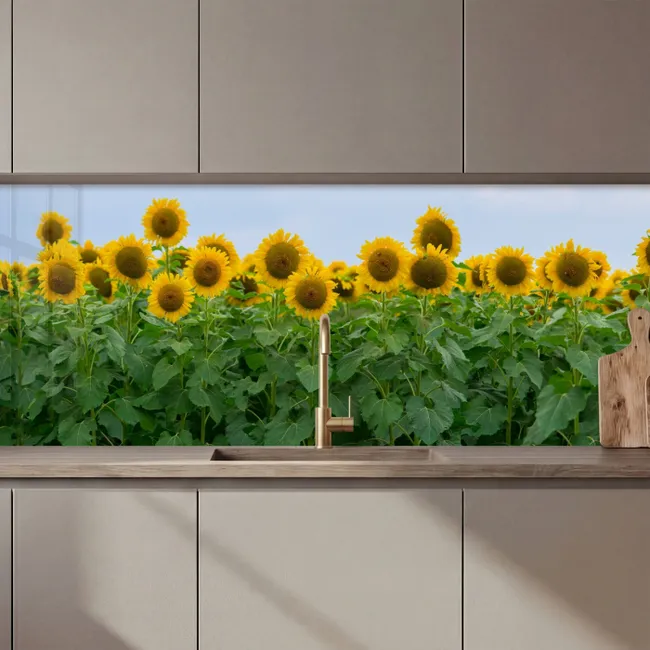 Zonnebloemen - Geel - Natuur keuken achterwand 2 middel zz_3dshopping