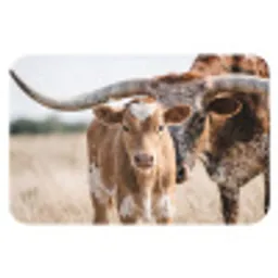 Texas Longhorn - Kalf - Weide - Dieren Badmat klein -3d