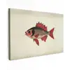 Schubben - Rood - Vis - Vinnen canvas 2cm klein -z3d