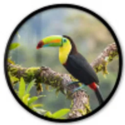Toekan - Jungle - Natuur - Kleurrijk Fotolijst rond zonder passe partout klein -3d