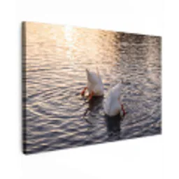 Eenden - Water - Natuur canvas 2cm klein -z3d