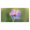 Bloem - Close up - Paars Muismat XXL klein -3d_leeg