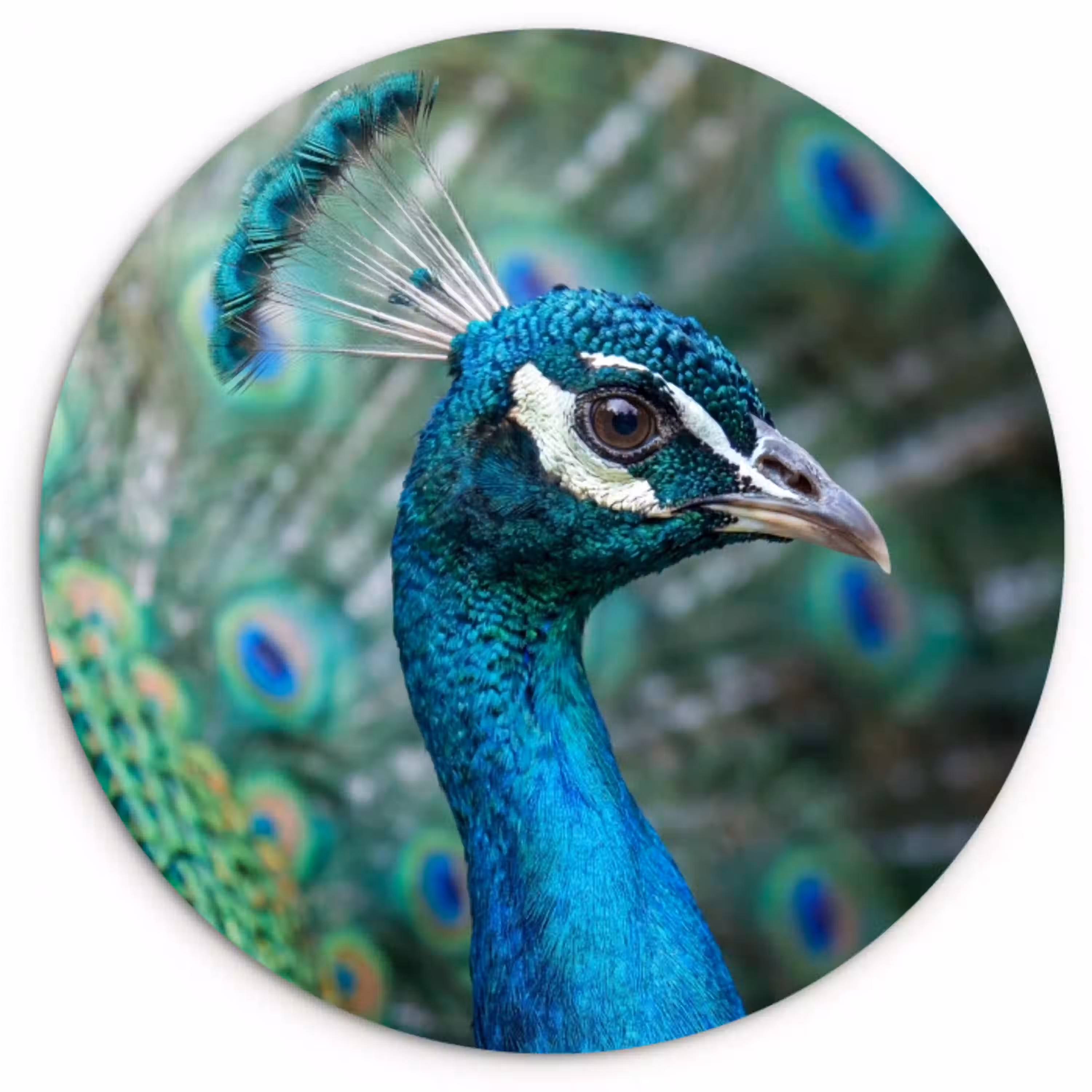 Pauw - Veren - Blauw Wandcirkel kunststof plaat 5mm dik klein -3d