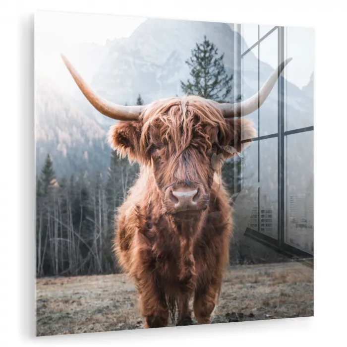 Schotse hooglander - Koe - Dieren - Berg - Natuur plexiglas 5mm klein -zzzproduct_nieuw