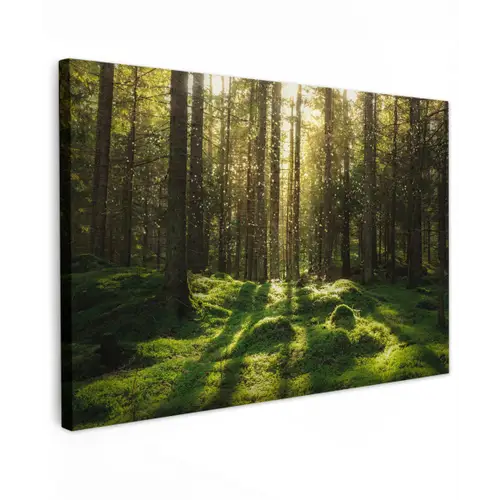 Bomen - Bos - Mos - Planten - Zon - Natuur canvas 2cm klein -z3d