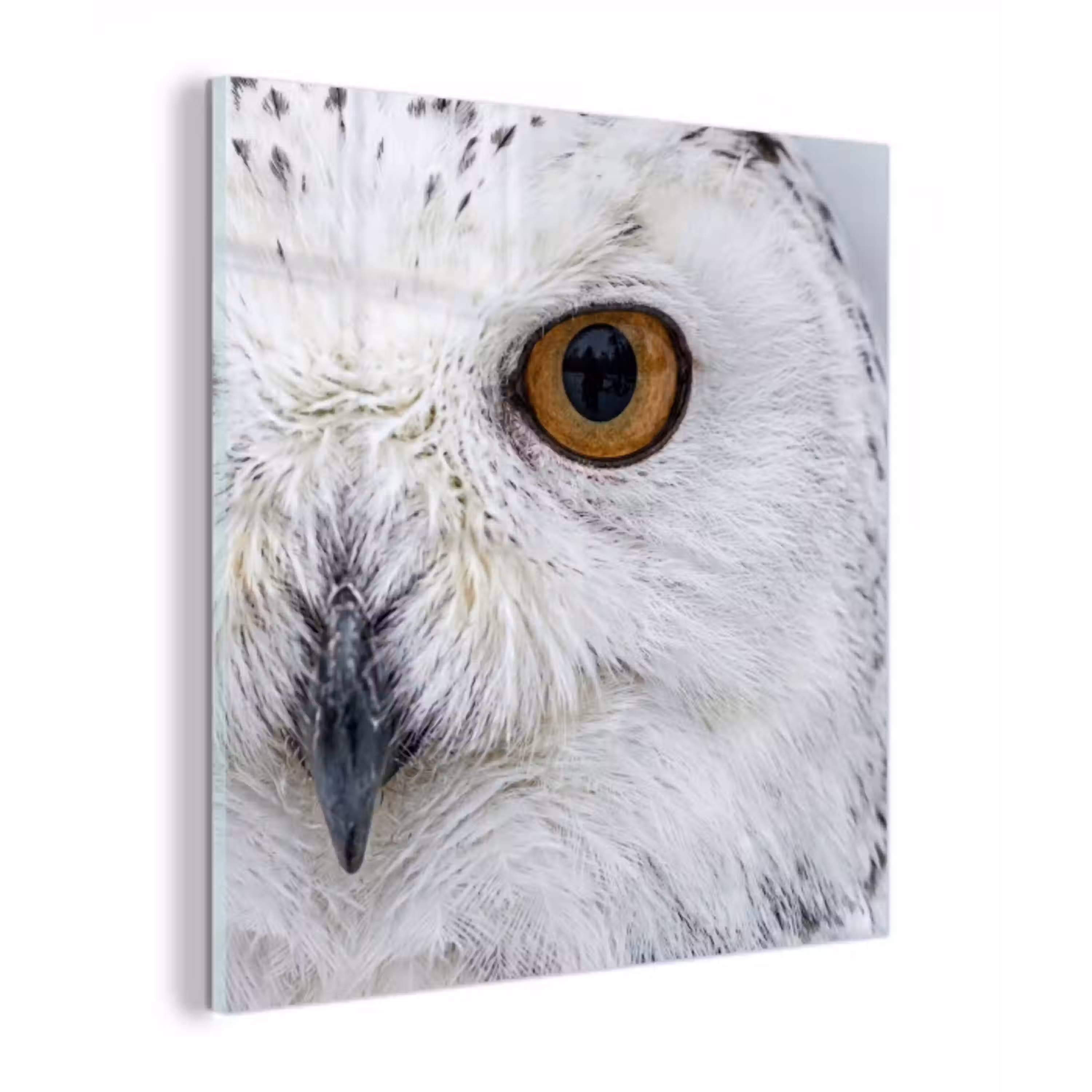 Sneeuwuil - Oog - Wildlife - Wit plexiglas 5mm klein -z3d