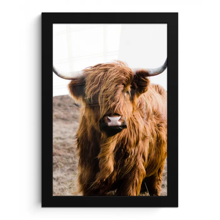 Schotse hooglander - Landschap - Koe - Bruin - Dieren - Natuur fotolijst zwart zonder passe partout klein -3d