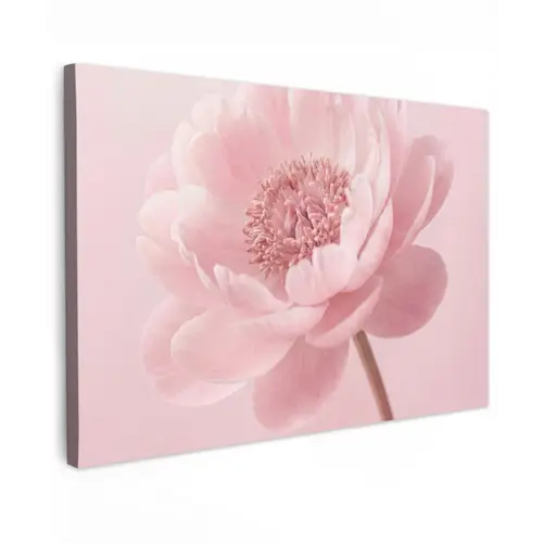 Bloem - Pioenroos - Roze Tuinposter op houten frame 2 cm dik klein -3d