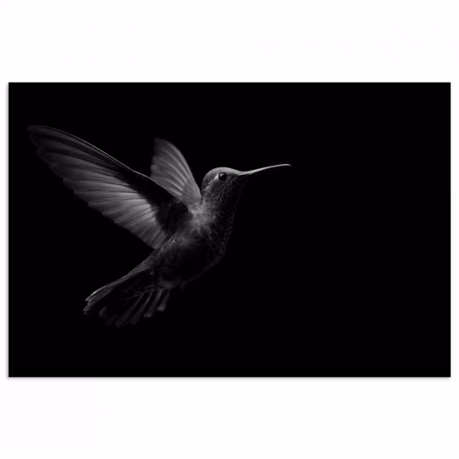 Poster - Kolibri - Schwarz - Tiere