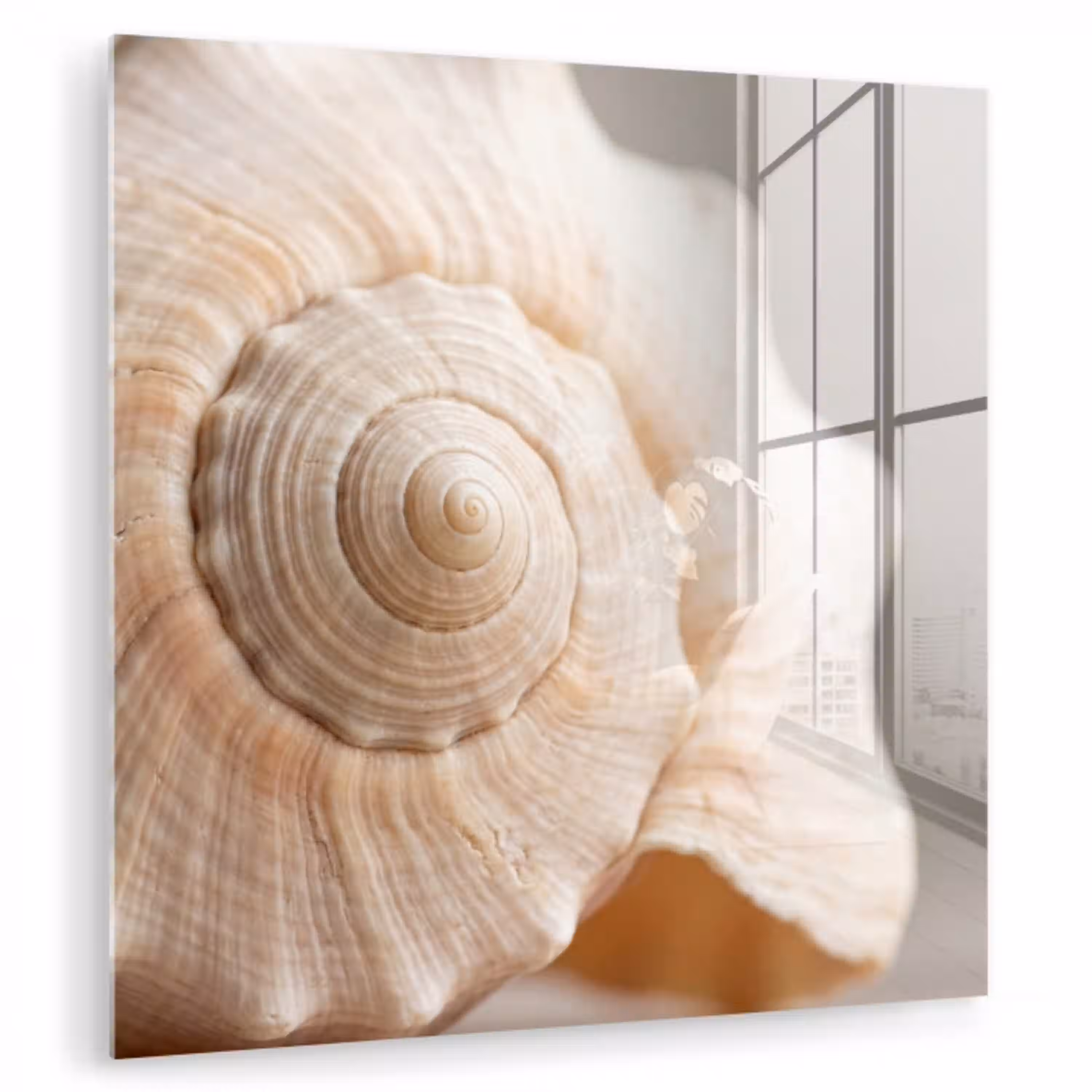 Schelp - Detail - Beige plexiglas 5mm klein -zzzproduct_nieuw