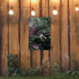 Kolibrie - Paars - Rozen tuinposter los doek klein -sfeer1