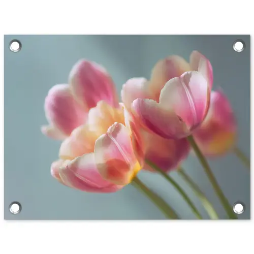 Tulpen - Roze - Stelen tuinposter los doek klein -3d