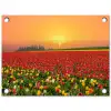 Bloemen - Landschap - Tulpen - Zonsondergang tuinposter los doek klein -3d