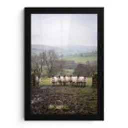 Schapen - Rij - Weide - Dieren - Platteland fotolijst zwart zonder passe partout klein -3d