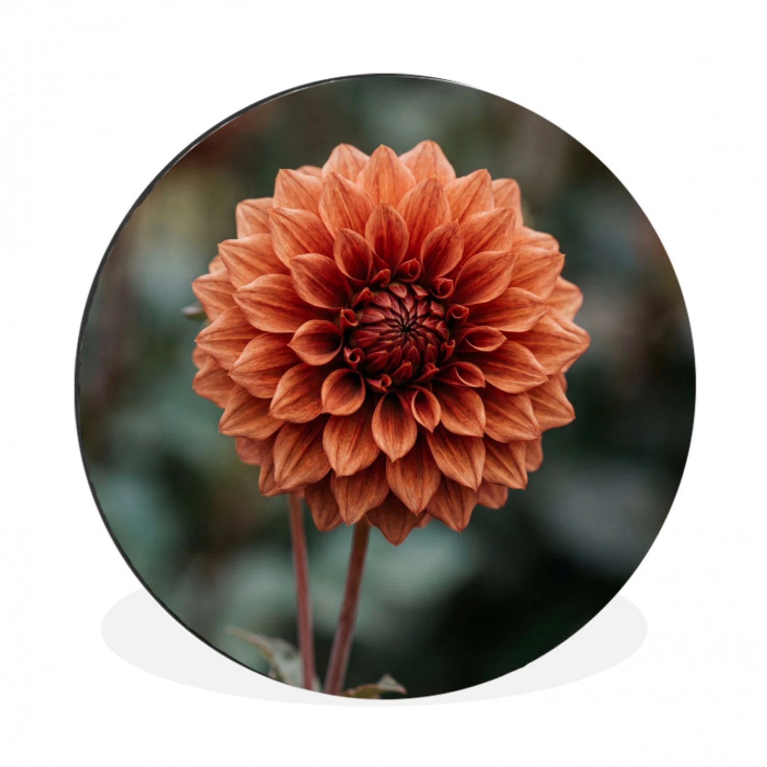 Dahlia - Bloem - Natuur - Sfeervol Wandcirkel aluminium klein -3d