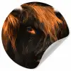 Schotse hooglander - Zwart - Koe - Hoorn - Dieren Wandcirkel behangsticker klein -3d
