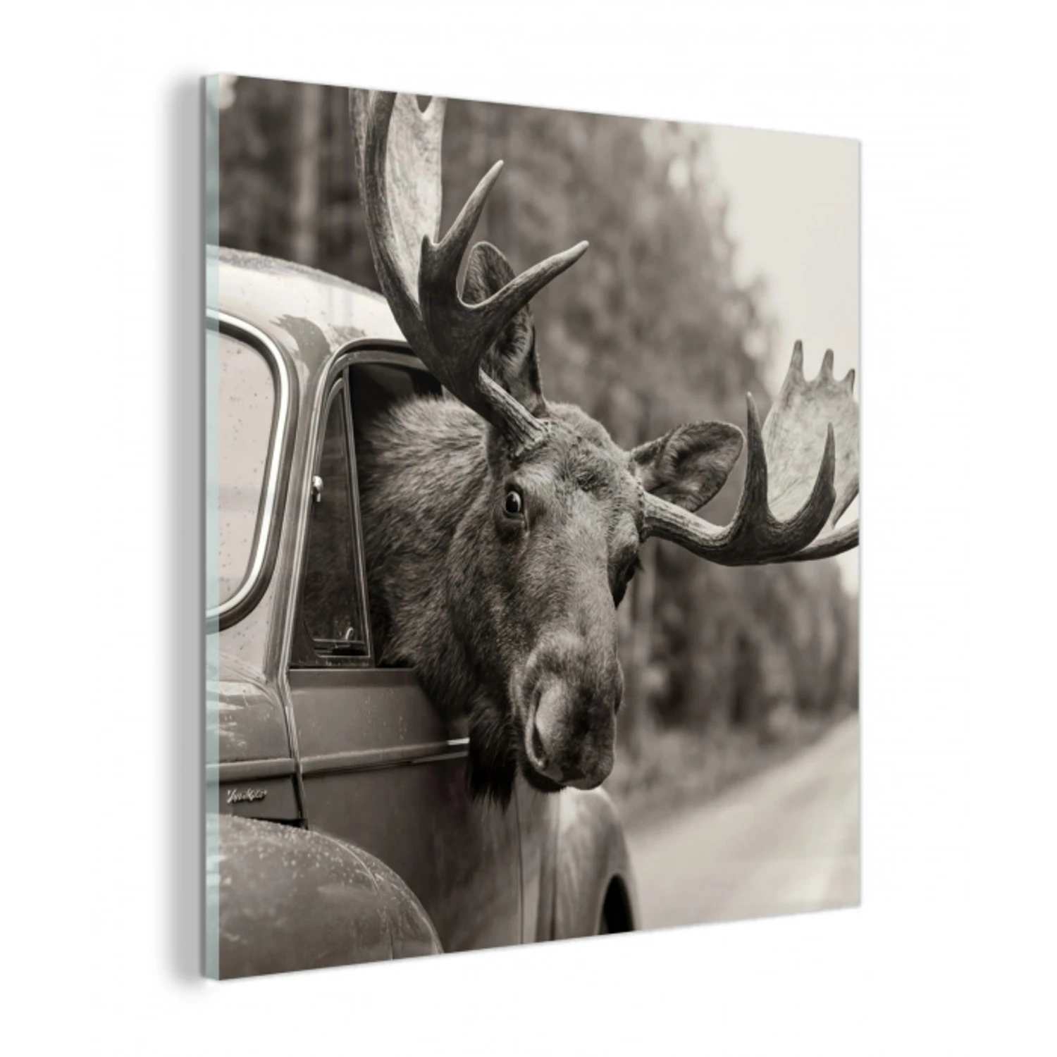 Eland - Auto - Gewei - Zwart - Wit plexiglas 5mm klein -z3d