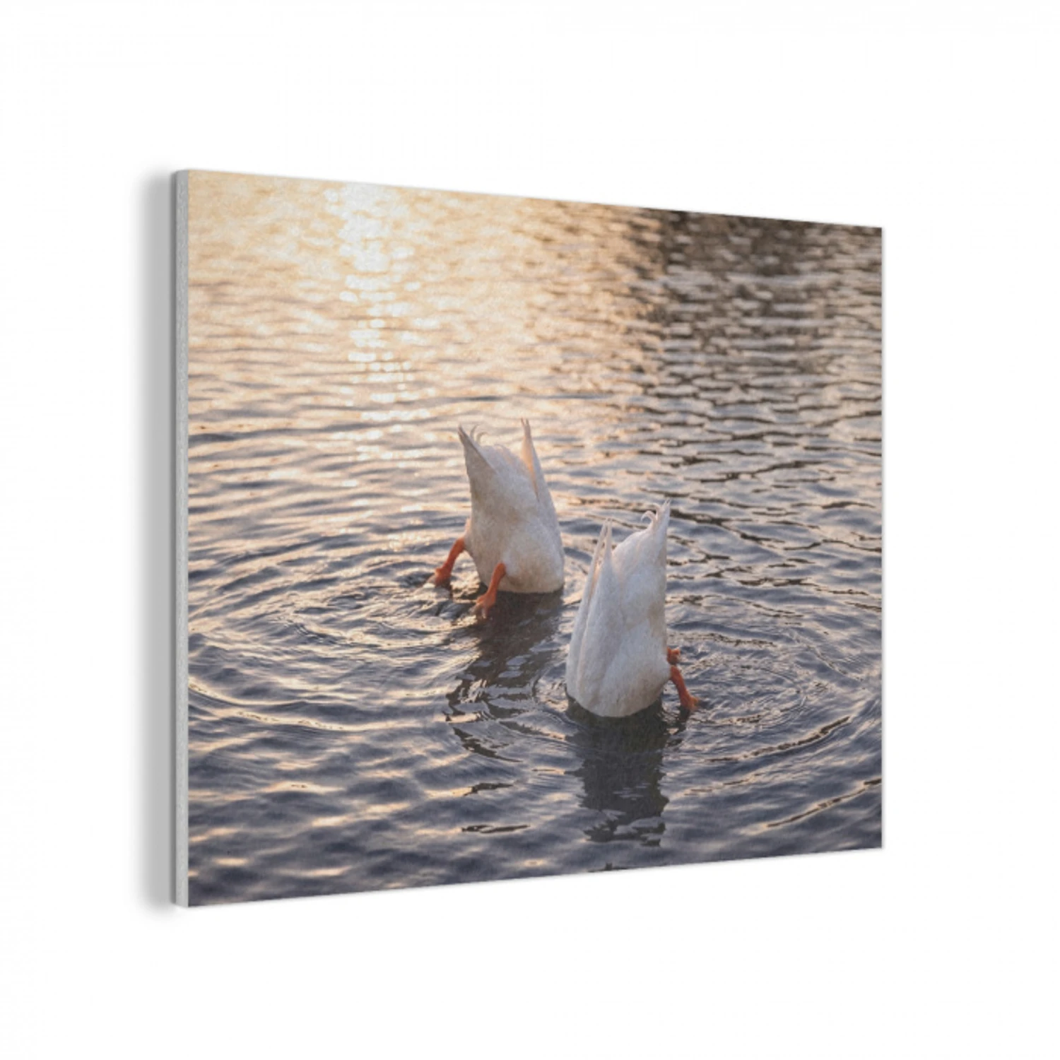 Eenden - Water - Natuur PET vilt klein -3d