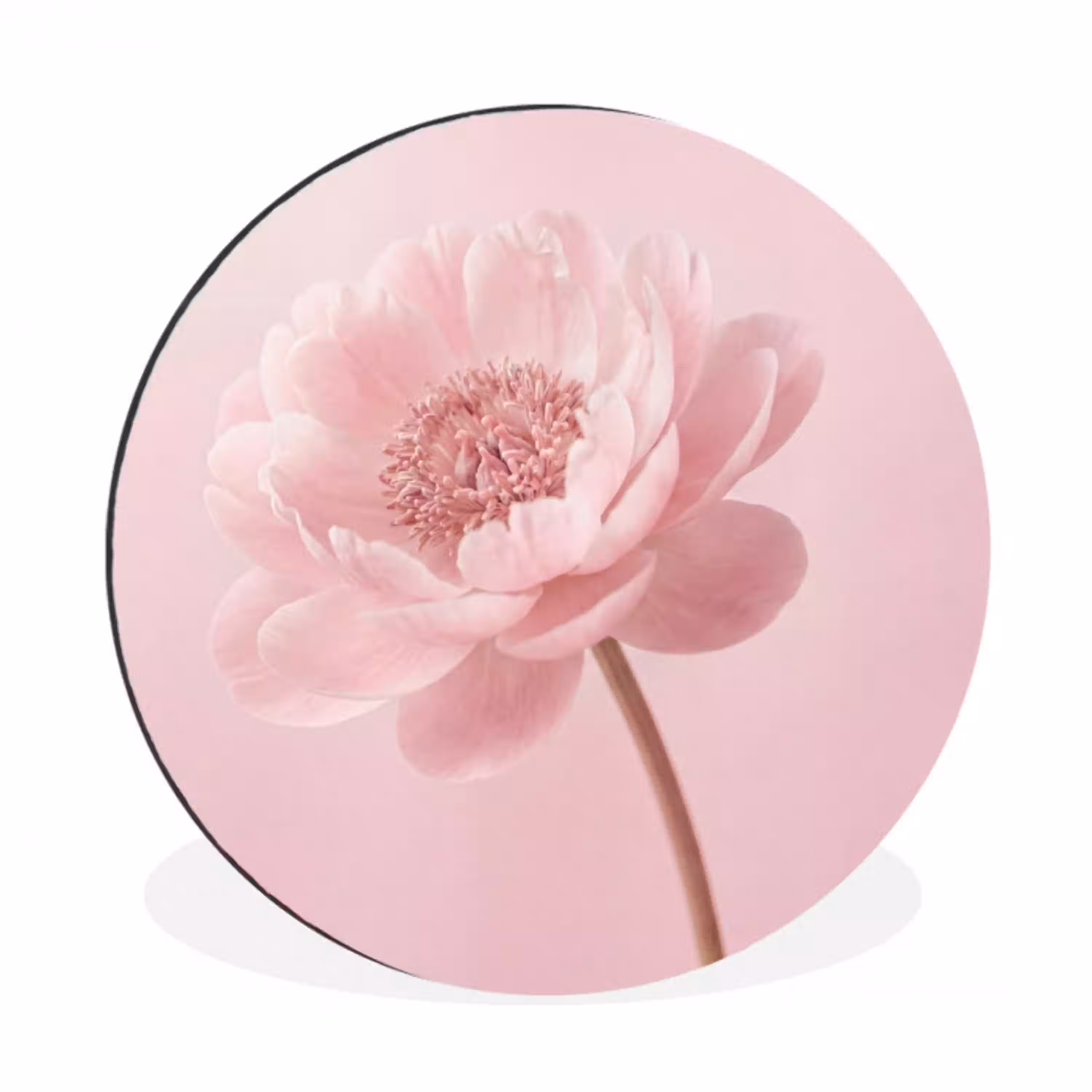 Bloem - Pioenroos - Roze Wandcirkel aluminium klein -3d