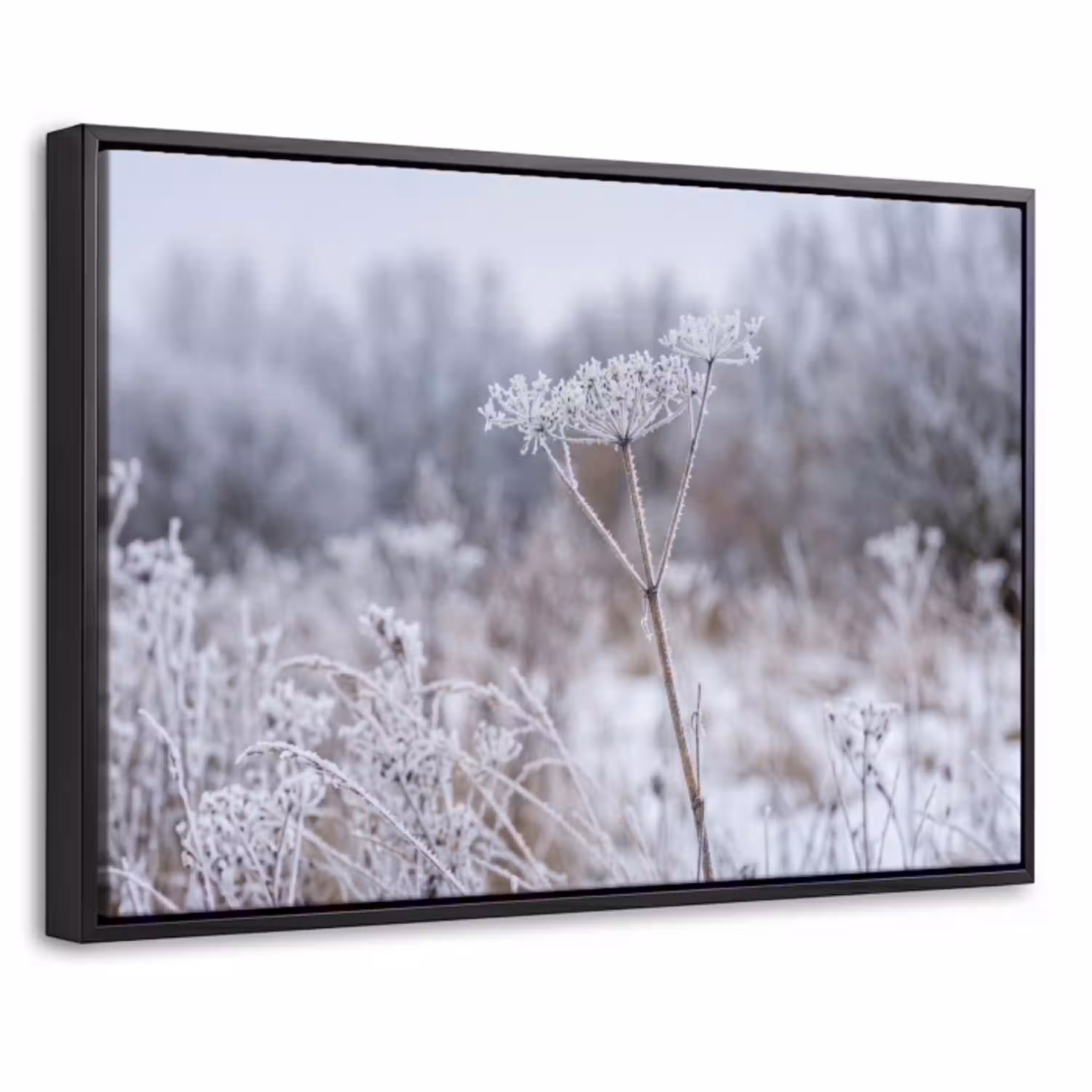 Schermbloem - Rijp - Kristallen - Winter - Delicaat Canvas met baklijst klein -threedimensional_3d_global
