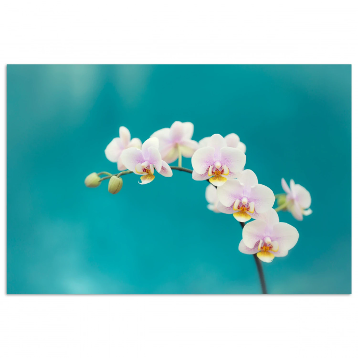 Orchidee - Bloemen - Plant - Wit - Paars poster papier klein -3d