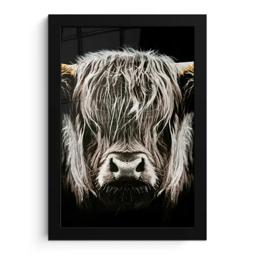 Schotse hooglander - Goud - Hoorns - Zwart wit - Koe - Dieren fotolijst zwart zonder passe partout klein -3d