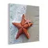 Zeester - Strand - Zee plexiglas 5mm klein -z3d