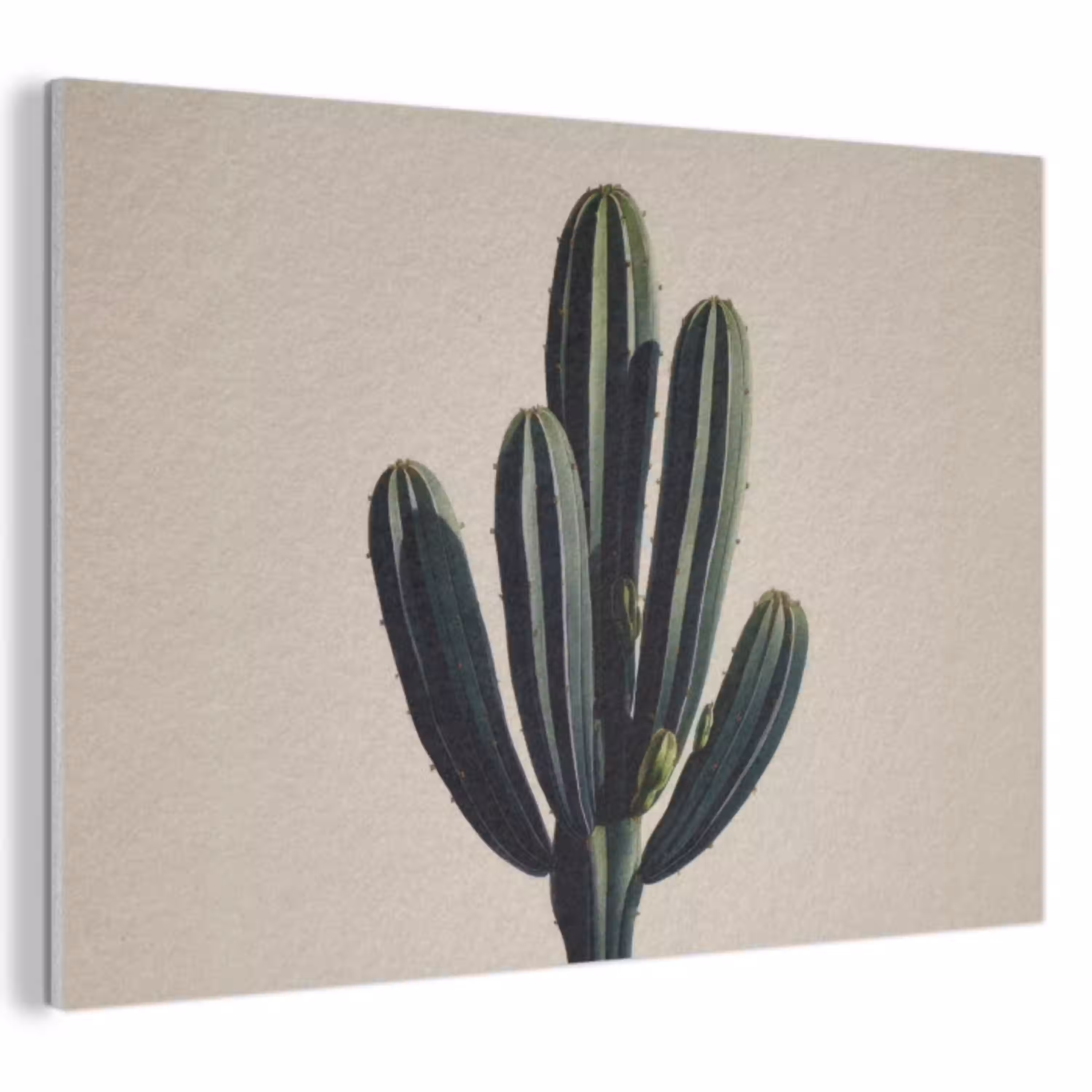 Cactus - Subtiel - Groen PET vilt klein -3d
