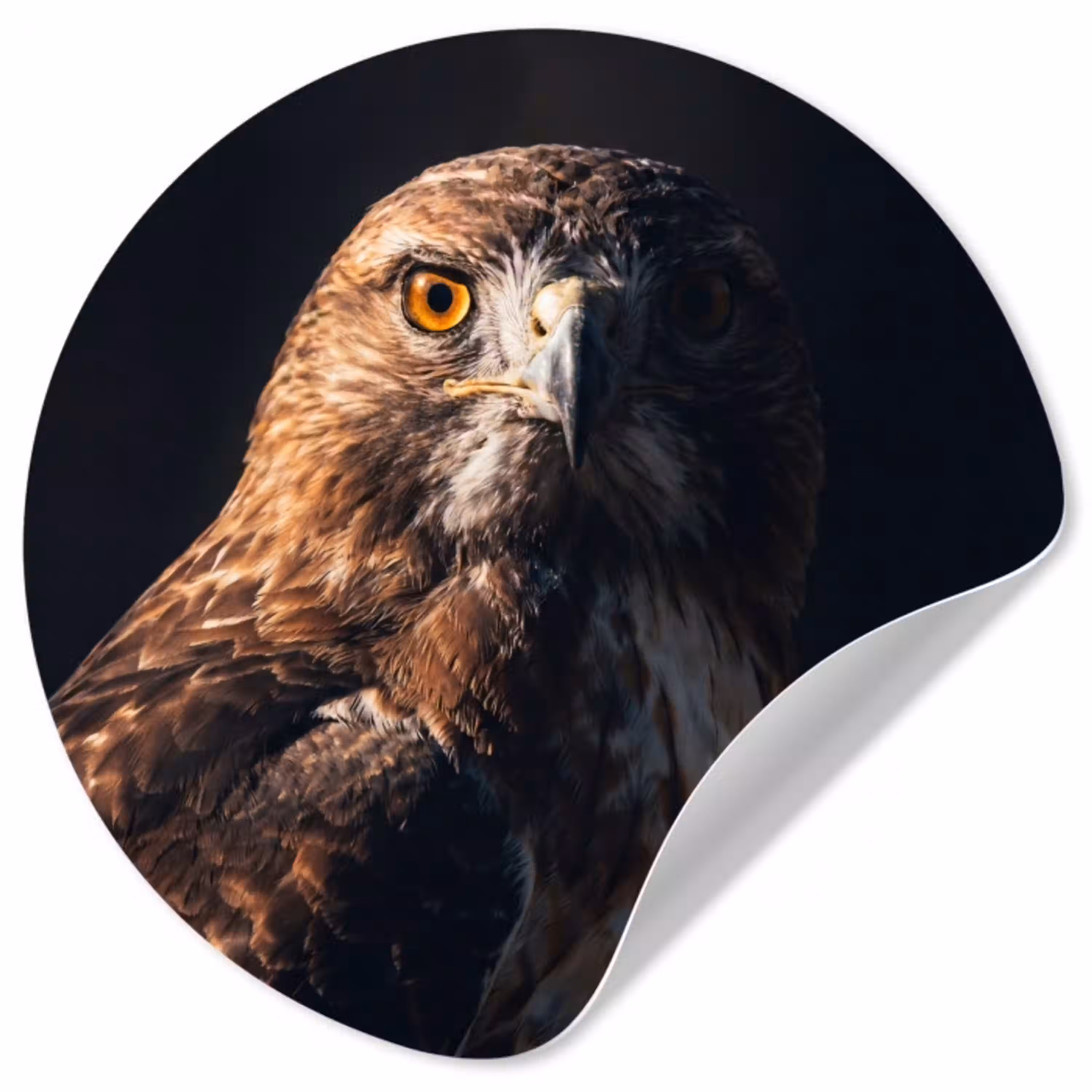 Roofvogel - Buizerd - Bruin Wandcirkel behangsticker klein -3d